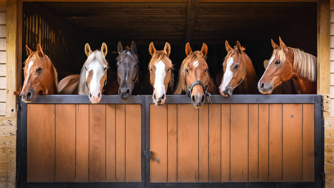 What Are the Healthiest Treats to Give a Horse?