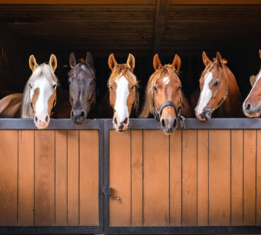 What Are the Healthiest Treats to Give a Horse?