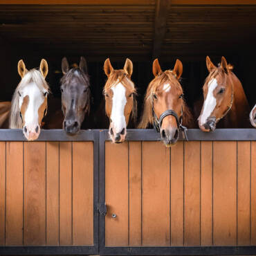 What Are the Healthiest Treats to Give a Horse?